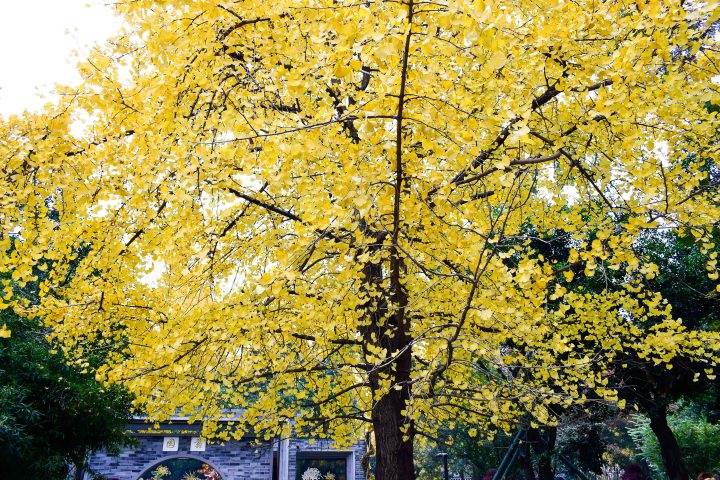 落叶时节又逢君