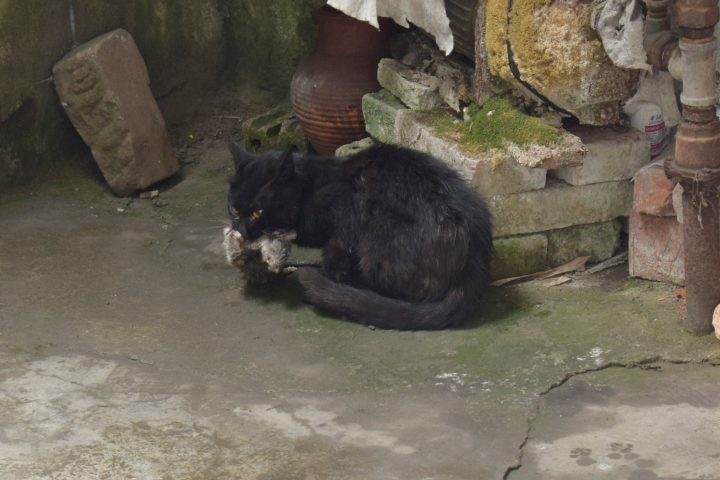 一只不忘使命的黑猫