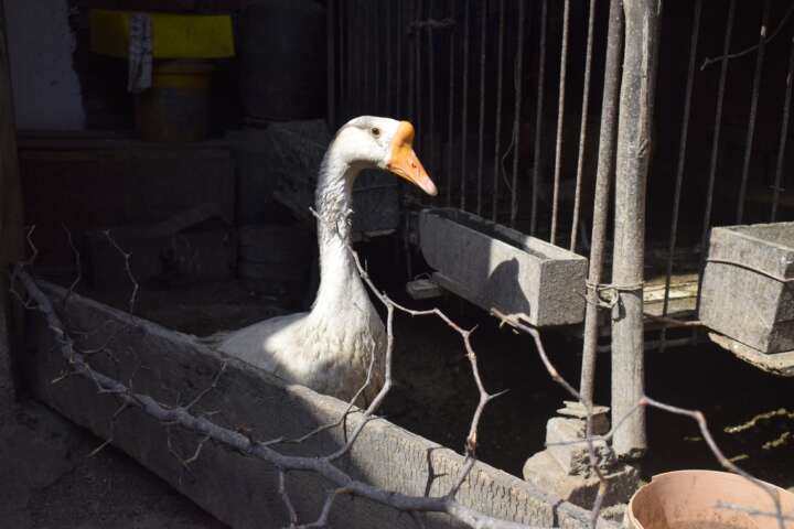 大鹅在鸡笼底下走来走去穿梭自如，庞大的身体十分灵活