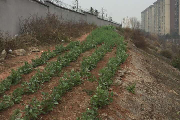 已经住进楼房的人们为什么还要去开垦荒地种菜呢，是因为闲得慌吗